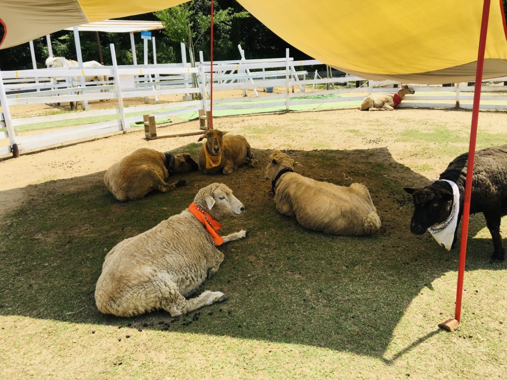 千葉市動物公園の羊たち