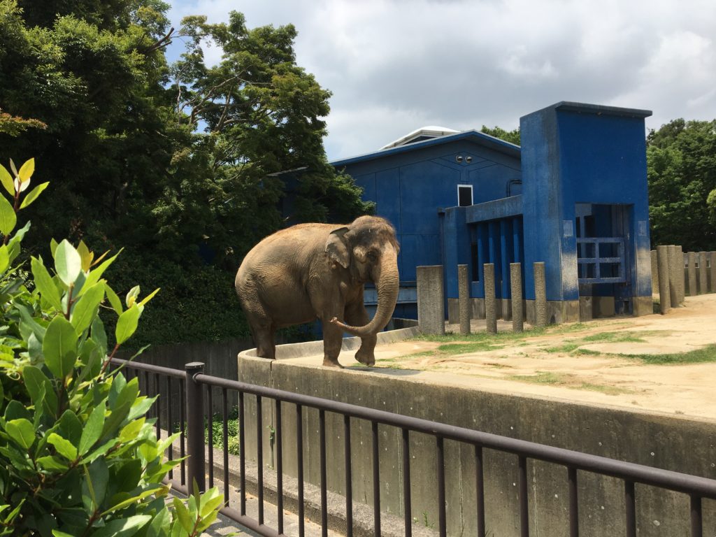 千葉動物公園のアジアゾウの写真
