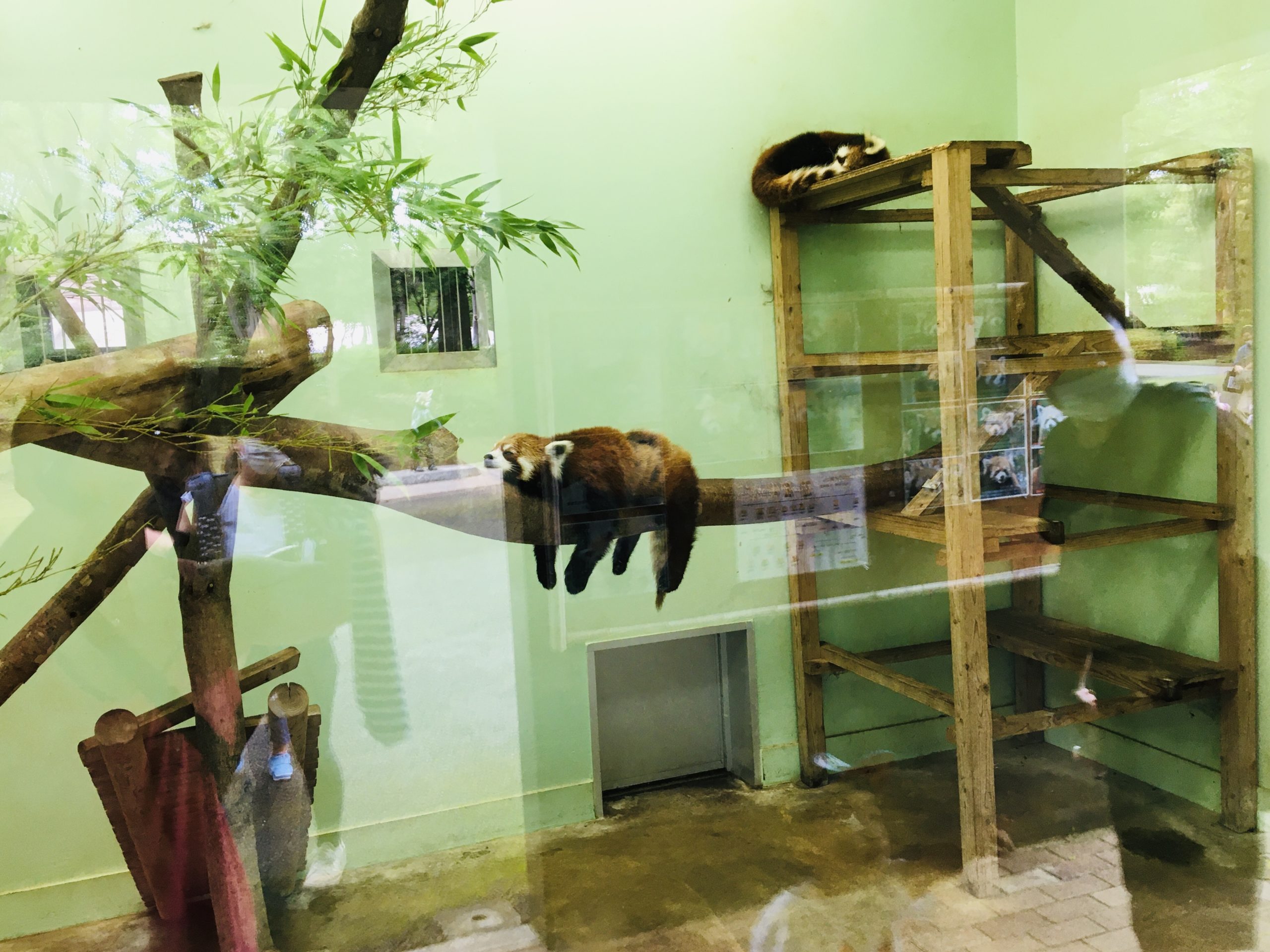 子連れに大人気の癒しスポット レッサーパンダで有名な動物園 第４回目 ほぐし処とりっぷ