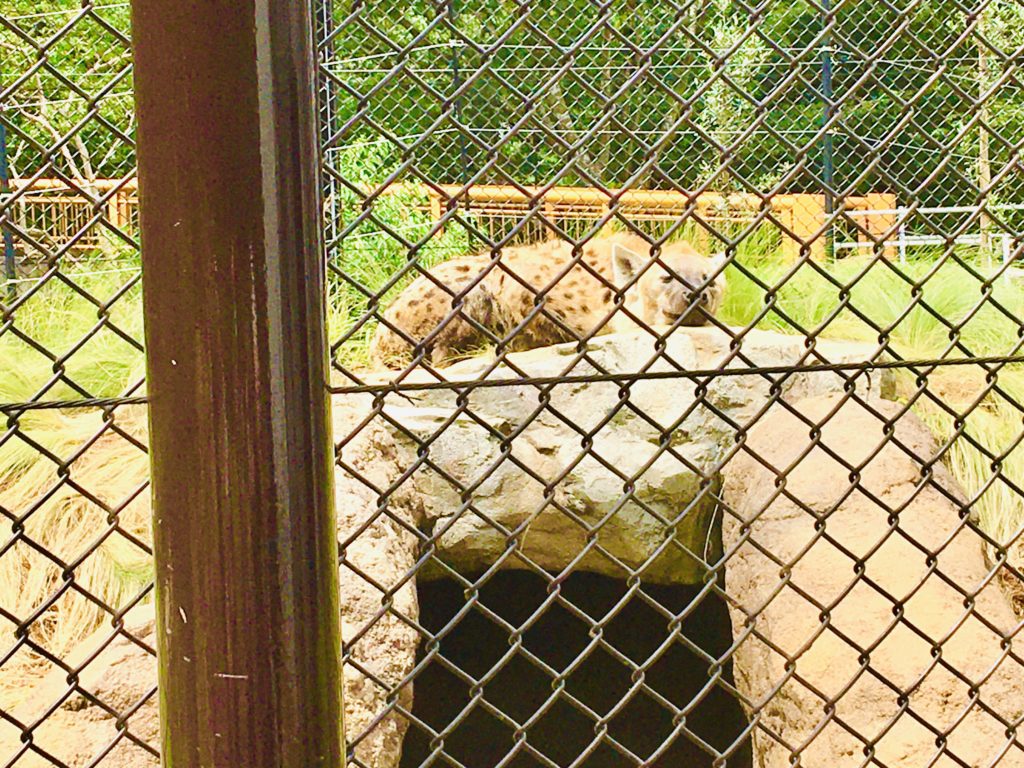 千葉市動物公園ハイエナ写真